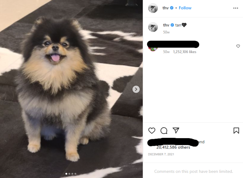 a cute little dog on instagram